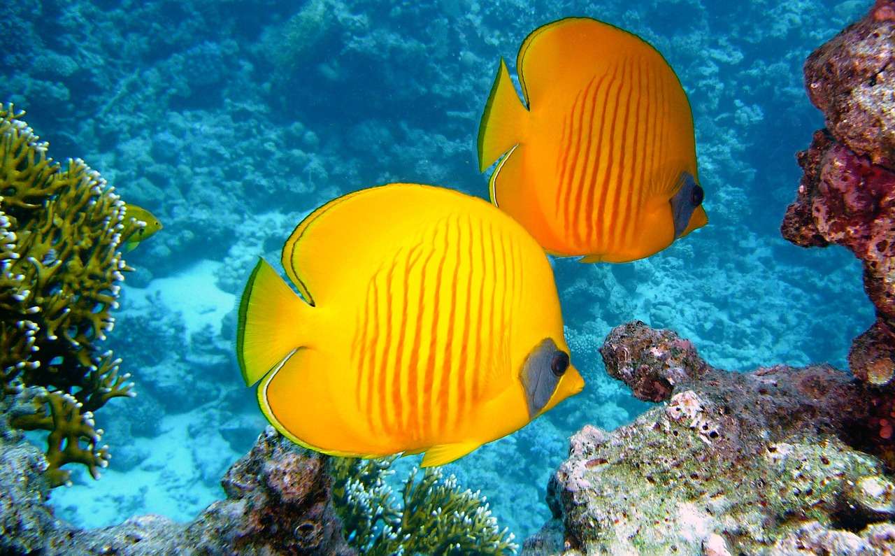 lemon butterflyfish, fishes, exotic