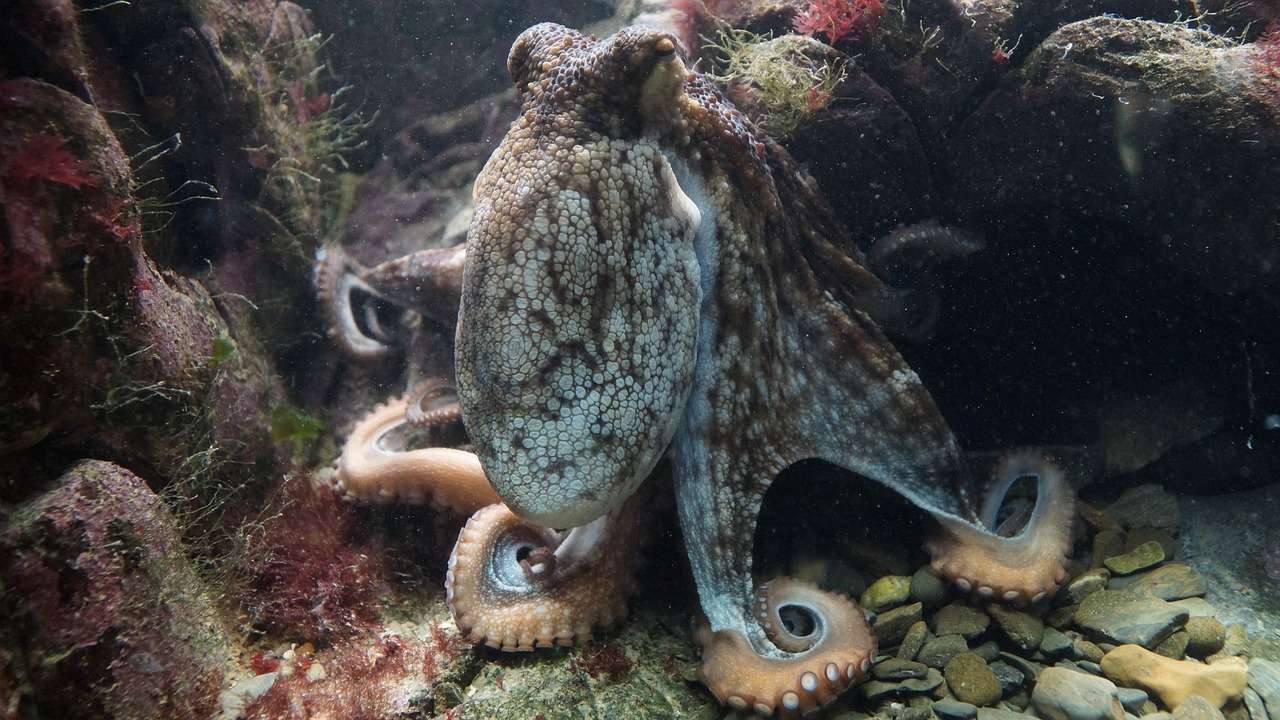 octopus, kraken, octopus vulgaris