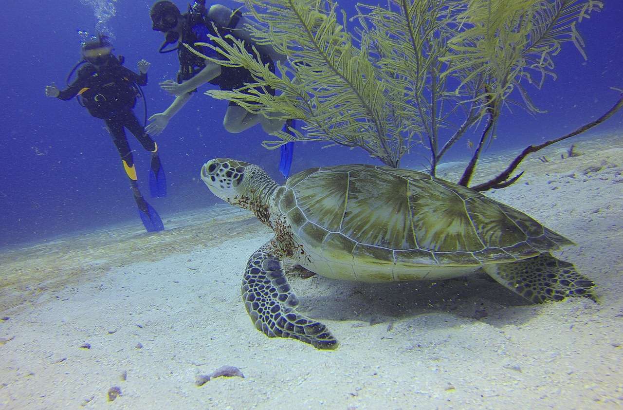 turtle, scuba diving, divers